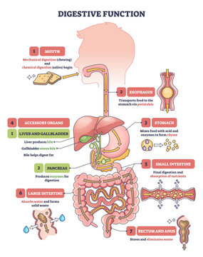 Digestive function diagram shows a simplified pathway of food through mouth to stomach and intestines, key organs highlighted, stomach, liver, small intestine, transparent background.