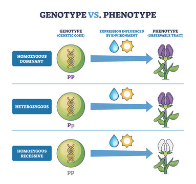 Genotype vs Phenotype brief diagram, DNA icons and arrows show how genes plus environment express flower color across dominant, heterozygous, recessive traits, transparent background.