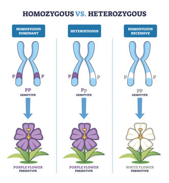Homozygous vs Heterozygous, paired chromosomes with P-p alleles map dominant and recessive genotypes to purple or white flower phenotypes, key objects, chromosomes, alleles, flowers.