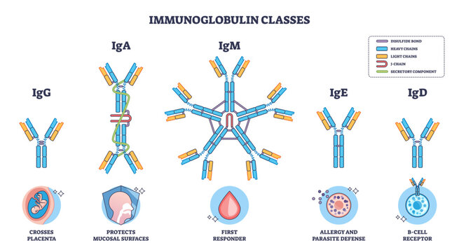 Immunoglobulin classes overview showing antibody isotypes, IgG, IgA, IgM dominate, with labeled structures and functions for immunity and B-cell roles, transparent background.