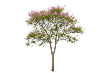 Obraz premium Bauhinia purpurea tree with pink flowers and green leaves isolated on transparent background