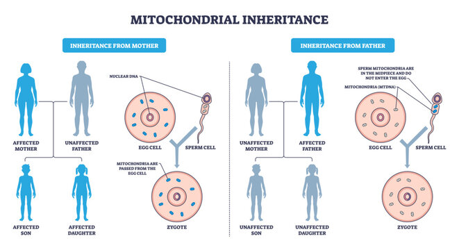 Mitochondrial inheritance illustrated, maternal mtDNA passes via egg cell to zygote, sperm mitochondria excluded, transparent background.Key objects, egg cell, sperm cell, zygote.