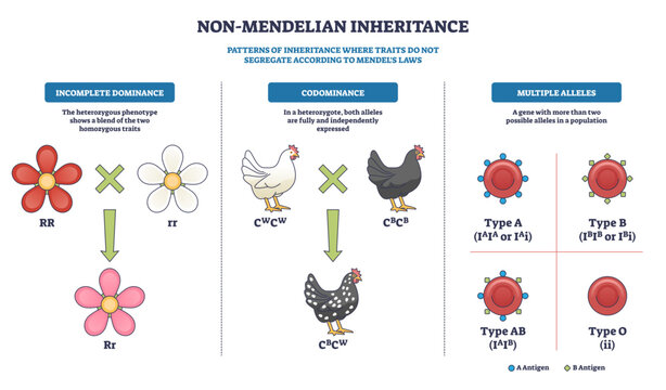 Non-Mendelian inheritance overview illustrating incomplete dominance, codominance, and multiple alleles, flowers, chickens, and blood cells highlight trait expression, transparent background.