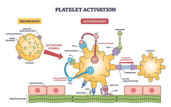 Platelet activation pathway shows transition from resting to activated states with aggregation, key objects, platelet, receptors, fibrinogen, transparent background.
