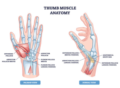 Thumb muscle anatomy diagram shows palmar and dorsal views, highlighting thumb muscles, tendons, and bones for quick study, transparent background.