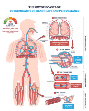 Oxygen cascade and heart rate performance shown through lungs, heart, and muscles, mapping mechanics, gas exchange, transport, and ATP use to explain load and efficiency, transparent background.