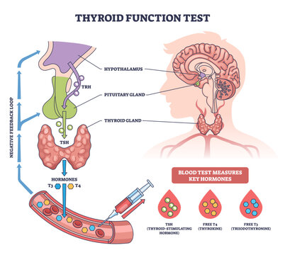 Thyroid function test brief diagram illustrating the HPT axis and blood test measuring TSH, T3, T4, key objects, thyroid gland, pituitary gland, syringe, transparent background.