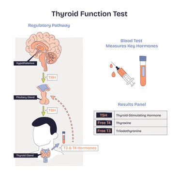 Thyroid function test diagram showing HPT axis and blood test measuring TSH, Free T4, and Free T3, key objects, thyroid gland, syringe, results panel, transparent background. Doodle style diagram