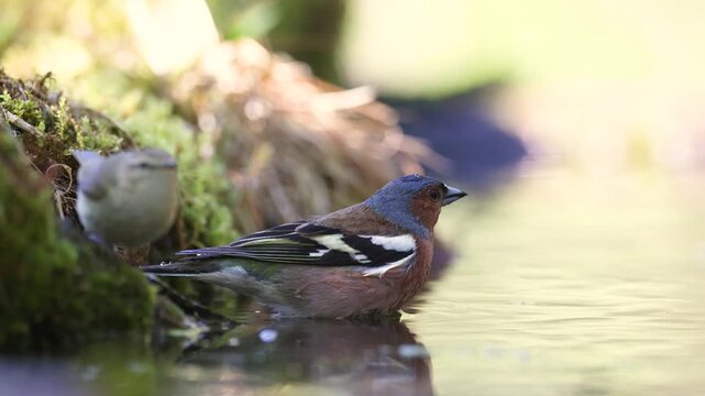 Bird male chaffinch Fringilla coelebs perching on forest puddle, bird drinking water spring time Poland Europe
