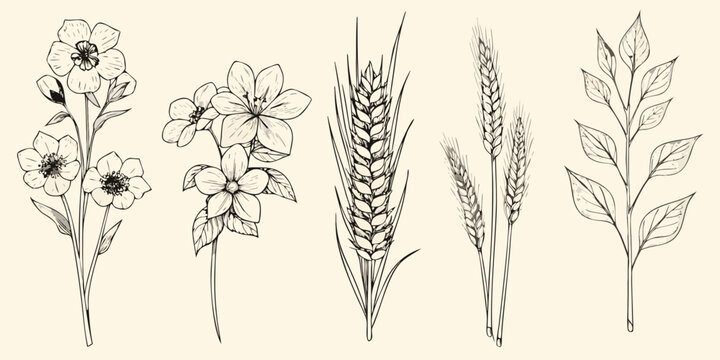Botanical illustration featuring wildflowers grasses and delicate foliage