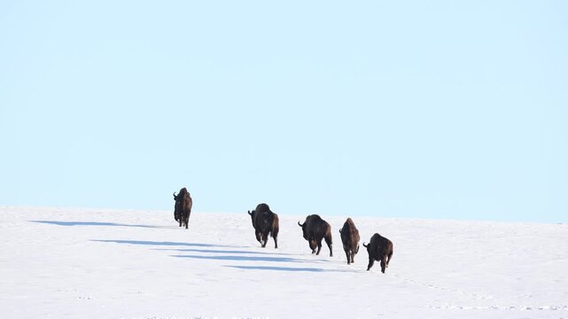 Mammals - wild nature European bison ( Bison bonasus ) Wisent five bulls standing on the winter snowy field North Eastern part of Poland, Europe Knyszynska Primeval Forest