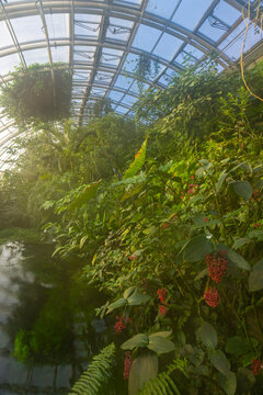 Tropical plants thriving inside glass Fata Morgana Greenhouse Prague