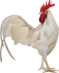 Colorful free range male rooster. Chicken watercolor illustration isolated drawings on white background. Hand drawn realistic bantam vector. Concept of design, banner, cover, branding, social media. © Arttabula