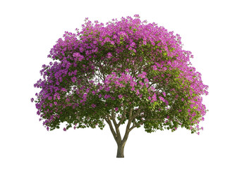 Fototapeta premium Bauhinia purpurea tree with vibrant purple flowers and lush green leaves isolated on transparent background
