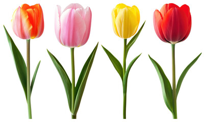 Naklejka premium PNG Vibrant tulips in full bloom on transparent background