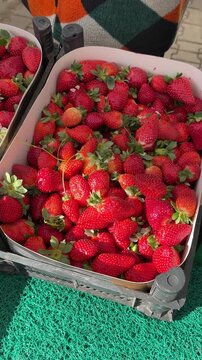 Vertical video of a male hand picking fresh strawberries at a market, filmed from above. Top view. Concept of healthy food, summer, fresh produce, and market shopping
