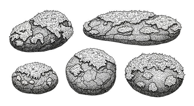 Illustration of diverse fossilized eggs, ancient reptiles, prehistoric life, detailed ink drawing