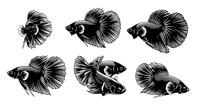 Betta Fish Collection: Siamese Fighting Fish Illustration, Black and White Line Art