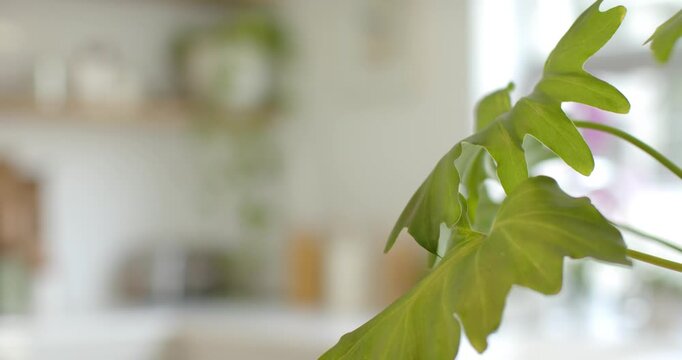 Camera is pulling focus outward from large lobed leaf, revealing bright kitchen corner with jars