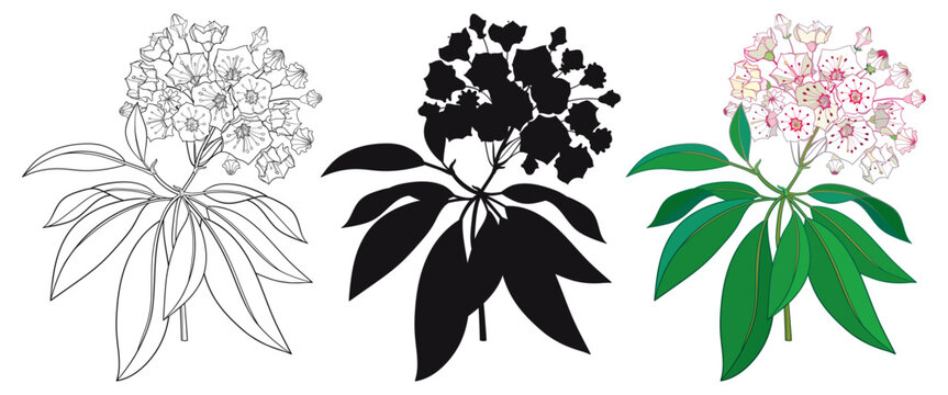 Set with blossoming Kalmia latifolia or mountain laurel flowers and leaves in black and pastel isolated on white background.