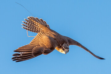 Fototapeta premium Majestic falcon soaring through a clear blue sky, displaying powerful wingspan and predatory grace during a traditional desert falconry session.