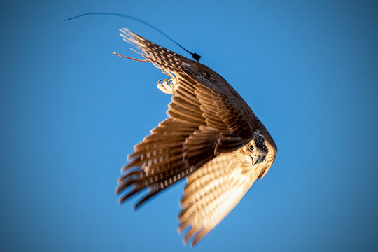 Majestic falcon soaring through a clear blue sky, displaying powerful wingspan and predatory grace during a traditional desert falconry session.