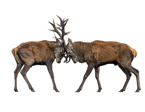Two male deer lock antlers, engaged in a powerful clash, set against a stark white background