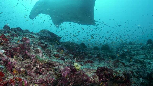 Reef Manta Ray (Mobula alfredi) Being Cleaned at Coral Cleaning Station, Maldives