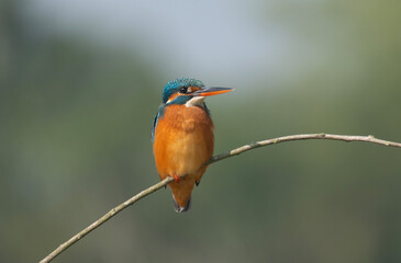 Obraz premium Vibrant Common Kingfisher (Alcedo atthis) perched on a thin branch.