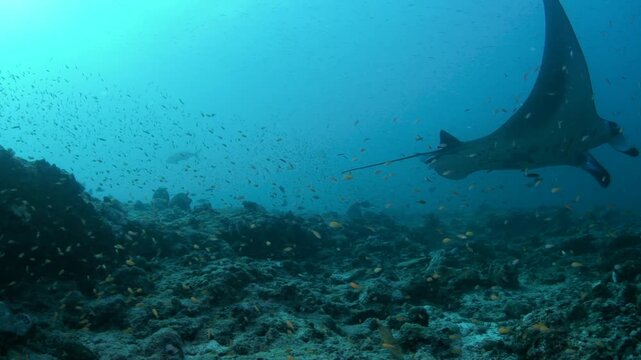 Reef Manta Ray (Mobula alfredi) at Cleaning Station with Wrasses, Maldives