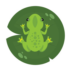 Naklejka premium Frog sitting on a water lily leaf in top view