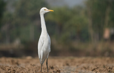 Obraz premium A Elegant Little Egret (Egretta garzetta).