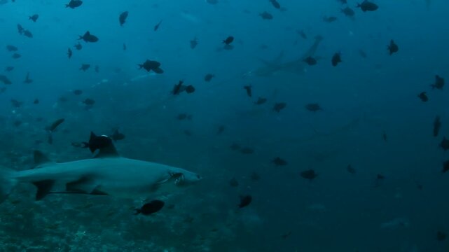 Underwater marine life in Maldives, reef sharks and rays