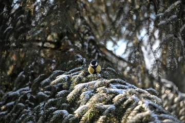 tit bird © MPotapov