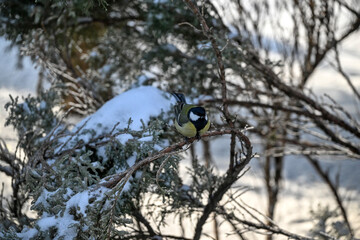 tit bird © MPotapov