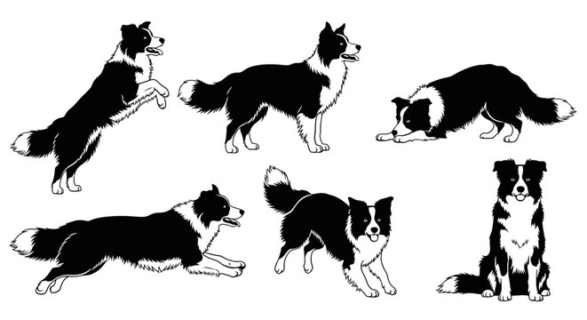 Border Collie Dog Poses Set: Active, Playful, and Relaxed Silhouettes