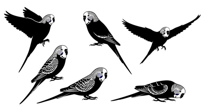 Budgerigar Flock: Diverse Poses of Budgies in Black and White Illustration