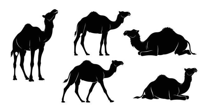 Camel Silhouettes Collection: Standing, Walking, and Resting Dromedary Camels