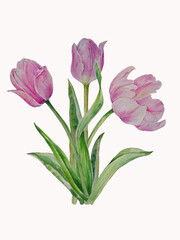 Obraz premium Watercolor tulip bouquet ,hand painted floral illustartion,spring flowers