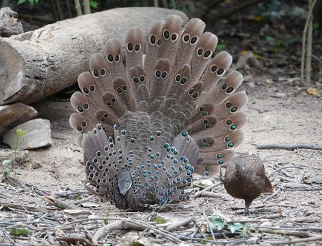 Gray peacock pheasant male displaying feathers to female