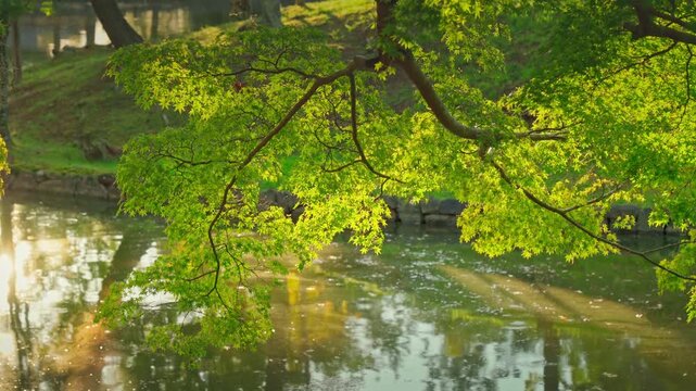 Nara, Japan - Sep 26 2024, 4k, panoramic view of the foliage of trees hanging over the water and reflected in it, at daytime with rays of sun, without people, Nara, Japan