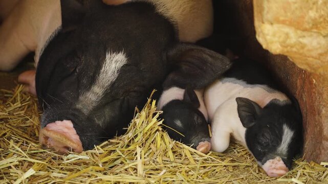 Young Piglets Feeding on Hay in Farm Enclosure