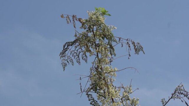 White Moringa flowers and green leaves on a tree branch against a blue sky
