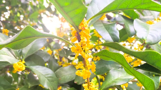 Golden Yellow Flowers with Green Leaves in Sunlight