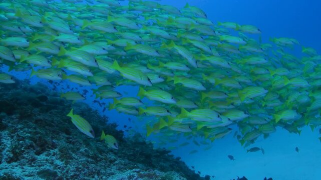 Swimming Through a Massive School of Snappers | Maldives Reef Dive
