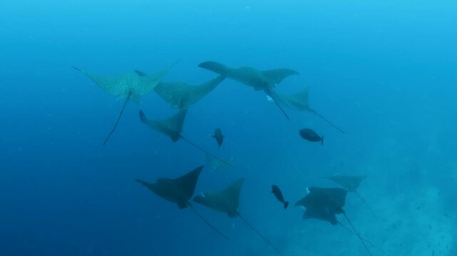 Group of Spotted Eagle Rays (Aetobatus narinari) Swimming in Blue Water Above Reef, Maldives