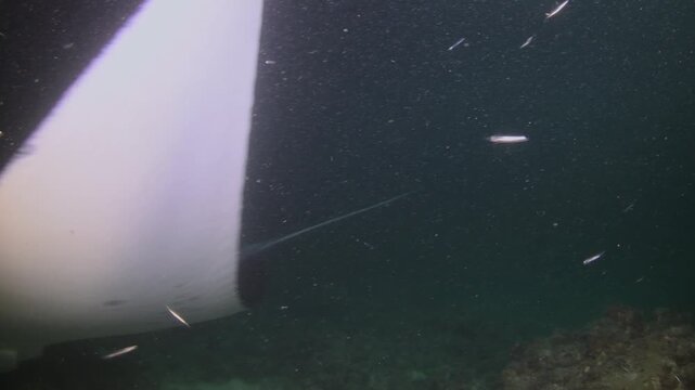 Reef Manta Ray (Mobula alfredi) Swimming Through Plankton Cloud in Dive Lights During Night Dive, Maldives