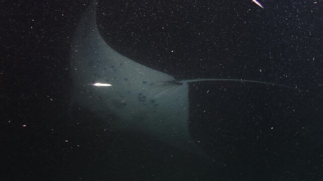 Reef Manta Rays (Mobula alfredi) Swimming Above Dive Lights While Feeding on Plankton, Maldives