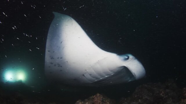 Reef Manta Ray (Mobula alfredi) Gliding Through Plankton Cloud in Night Dive Lights, Maldives