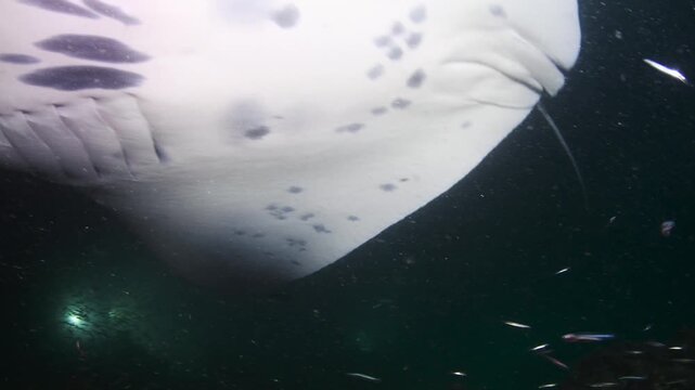 Reef Manta Rays (Mobula alfredi) Circling in Dive Lights While Feeding on Plankton at Night, Maldives